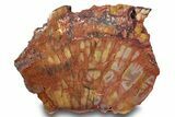 Polished, Petrified Wood (Araucarioxylon) - Arizona #244087-1